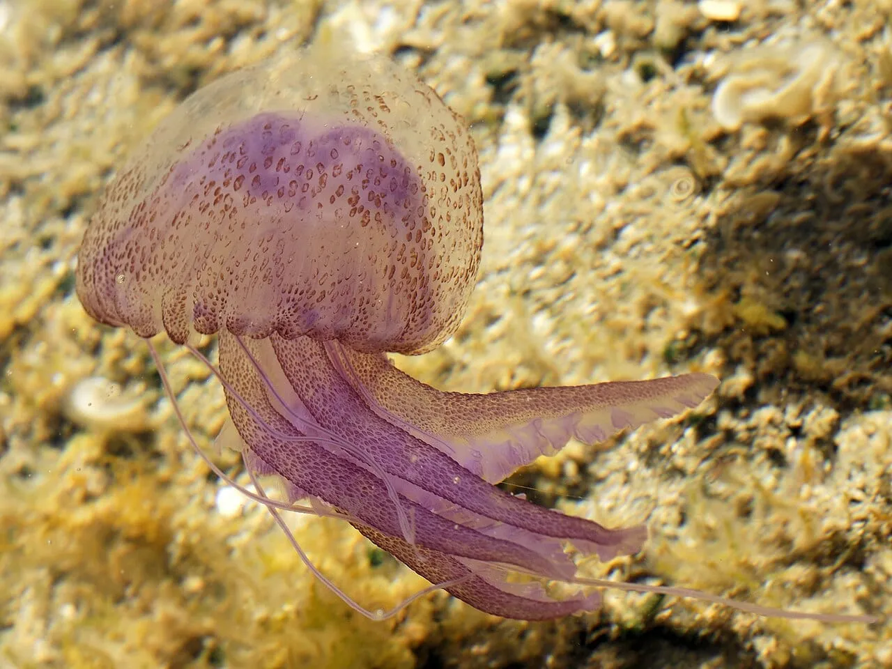 Fioletowa meduza Pelagia noctiluca w płytkiej wodzie przy brzegu