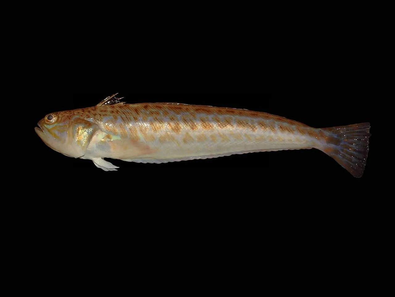 Drakena wielka (Trachinus draco), ryba o jadowitych kolcach