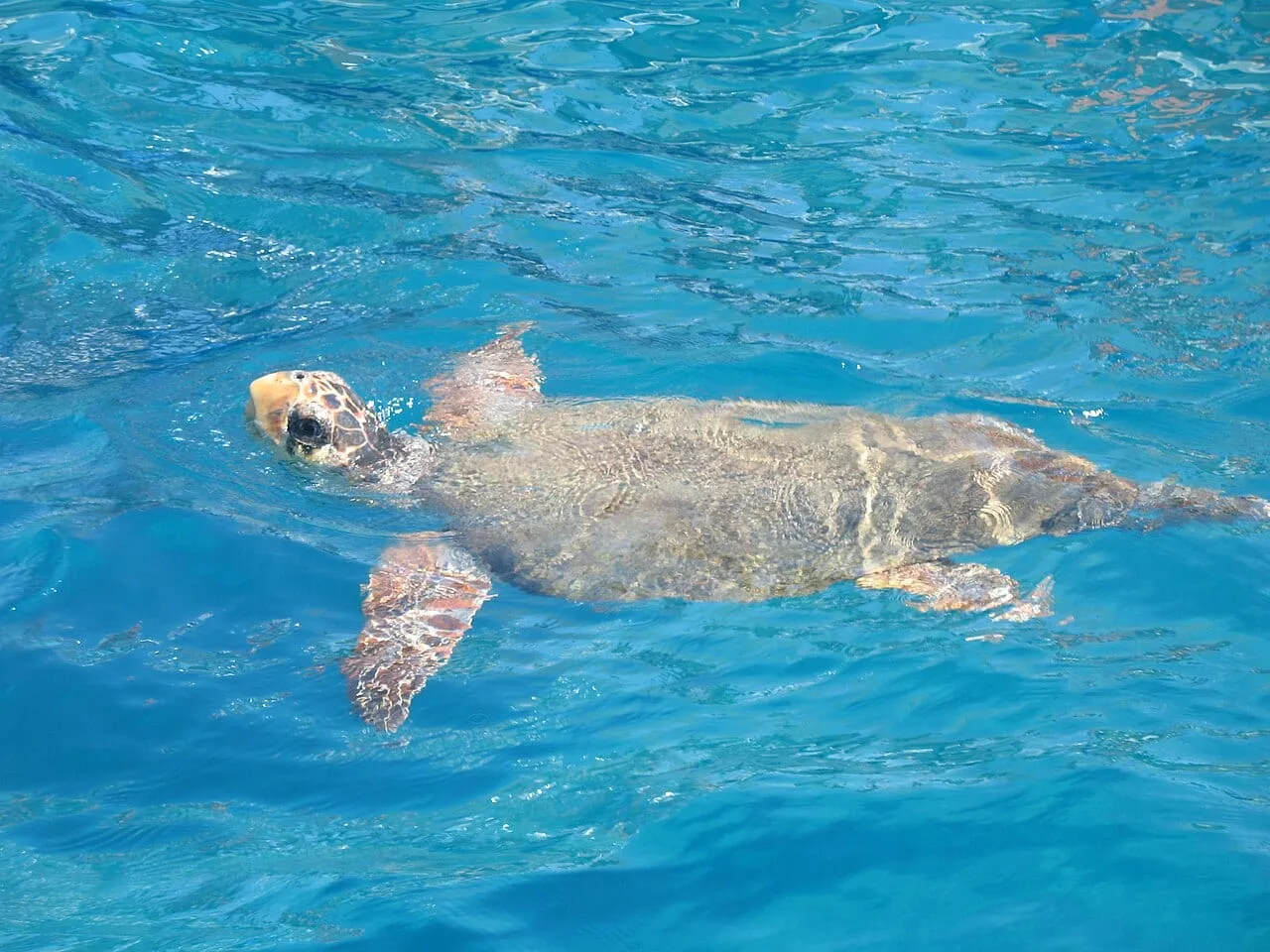 Żółw Caretta caretta pływający w turkusowej wodzie