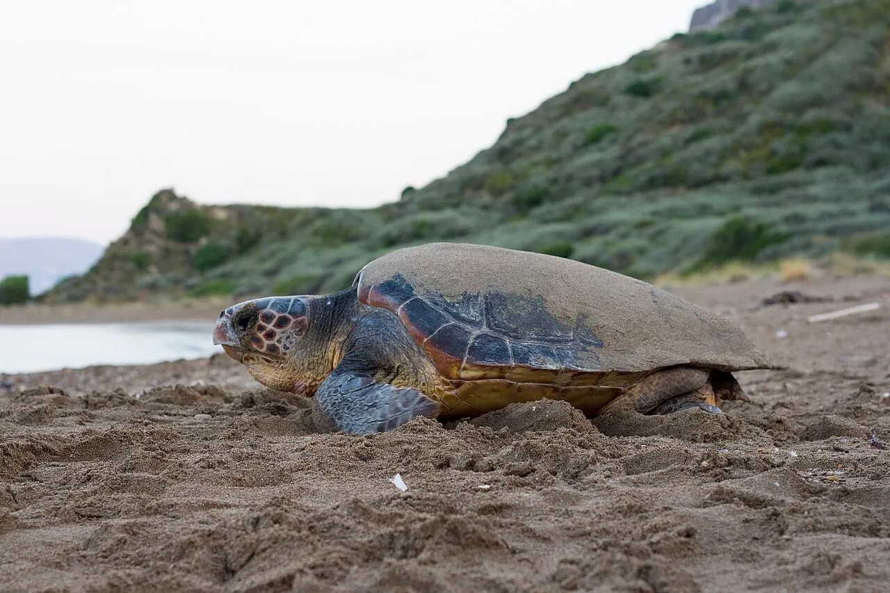 Żółw morski Caretta caretta na piaszczystej plaży