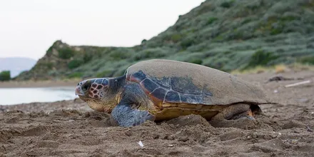 Żółw morski Caretta caretta na piaszczystej plaży