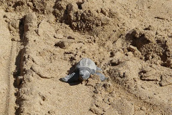 Grecja | Żółwik caretta-caretta zmierząjący do wody