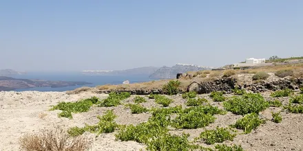 Niskie krzewy winorośli na jasnej wulkanicznej glebie Santorini, w tle kaldera i morze