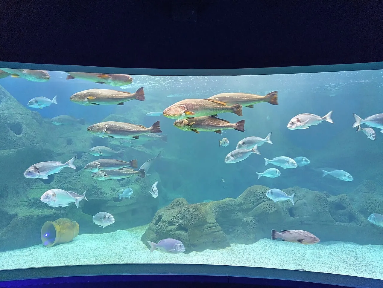 Ryby w zbiorniku akwarium Cretaquarium w Gournes
