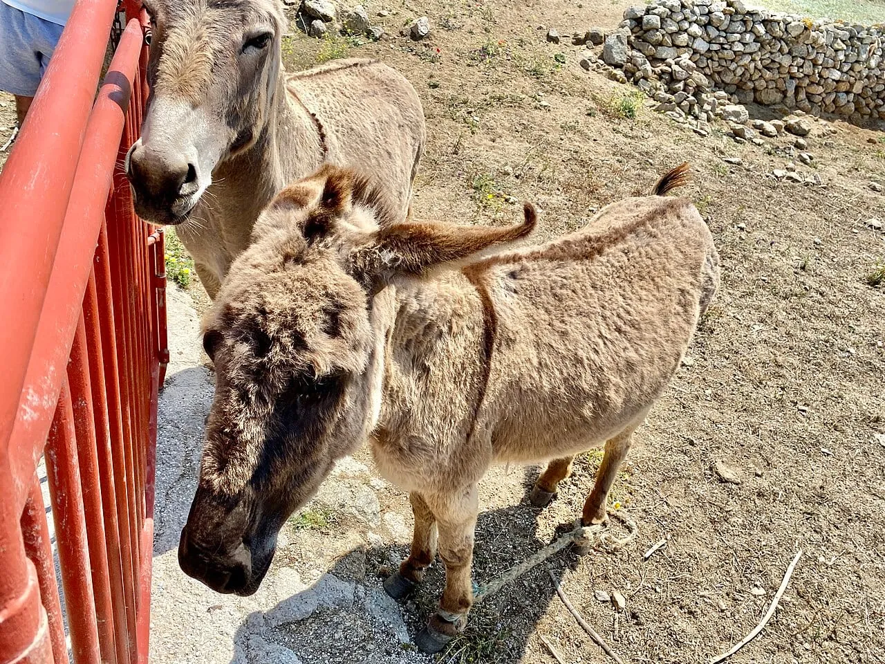 Osiołki na wyspie Mykonos