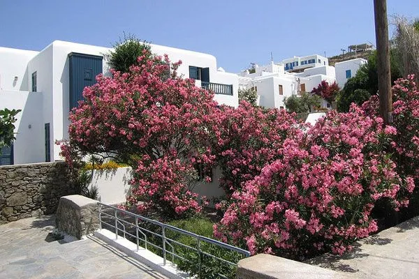 Grecja (Mykonos) | Najprzyjemniej jest od połowy kwietnia do końca maja